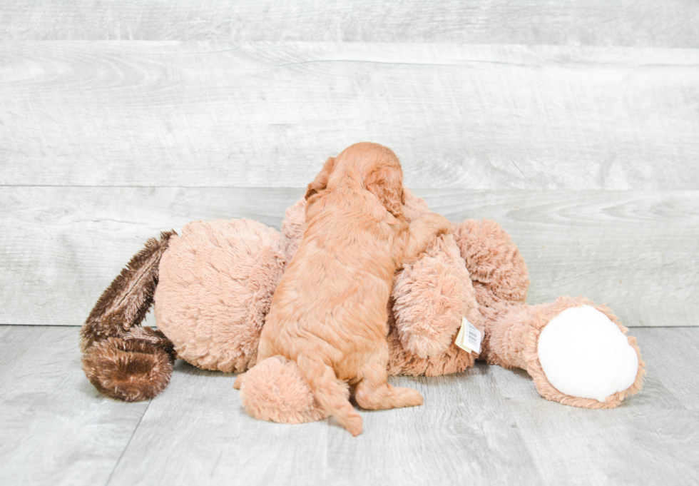 Cute Cavapoo Baby