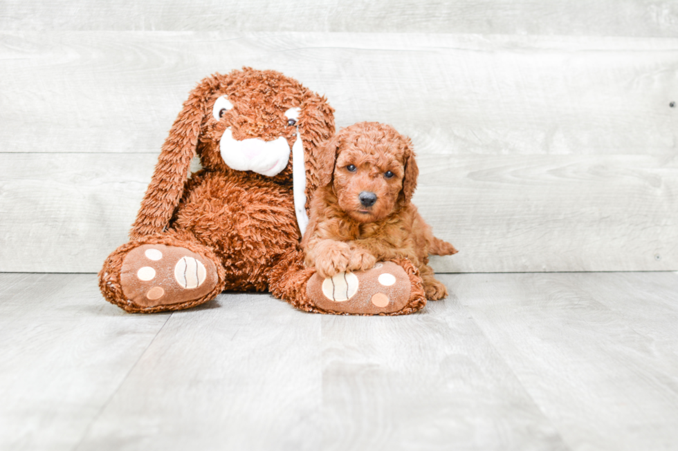 Friendly Mini Goldendoodle Baby