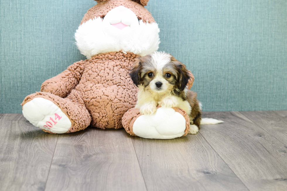 Meet Karl - our Cavachon Puppy Photo 