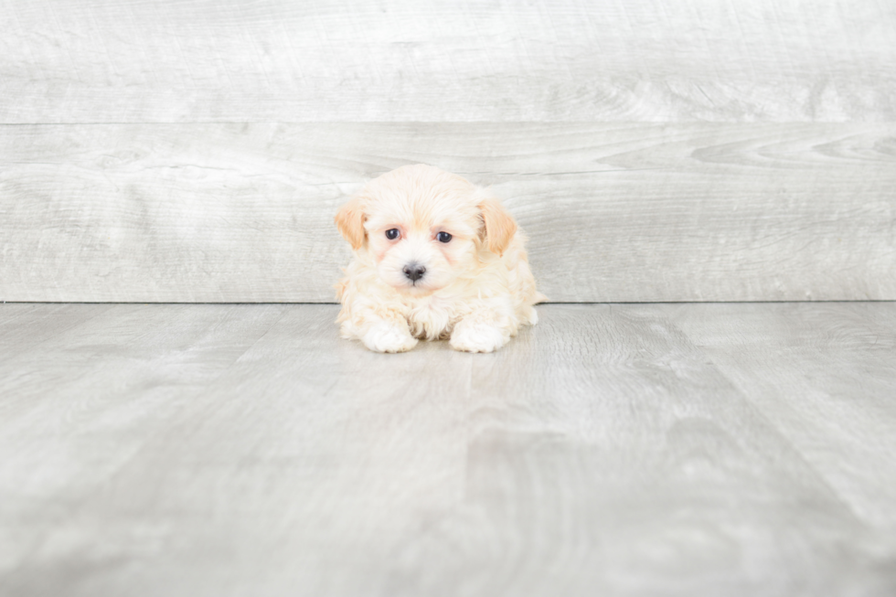 Maltipoo Puppy for Adoption