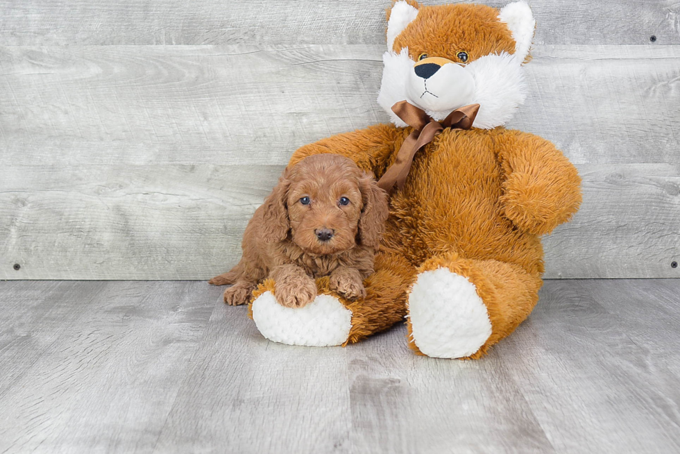 Petite Mini Goldendoodle Poodle Mix Pup