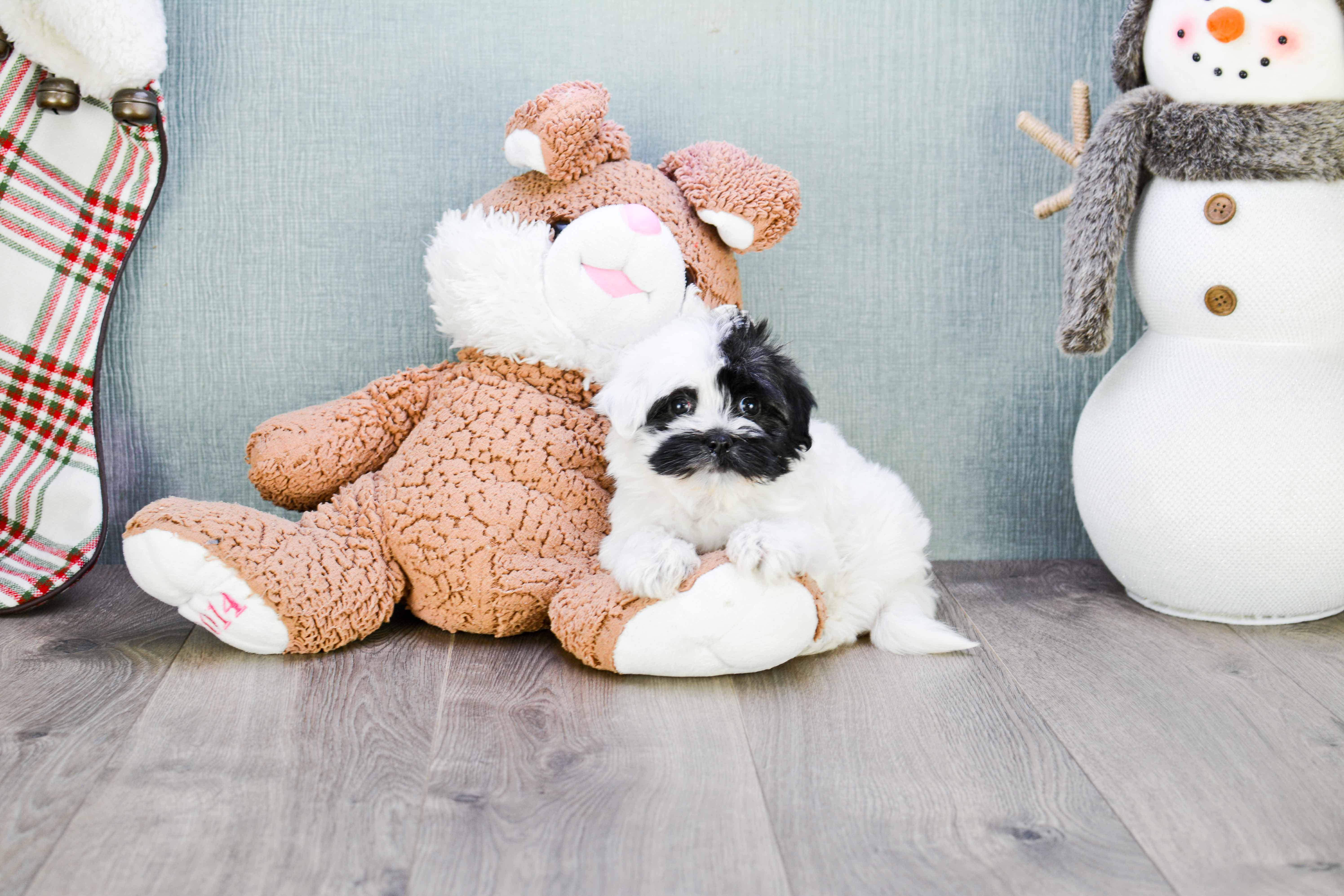 Hypoallergenic Havanese Baby