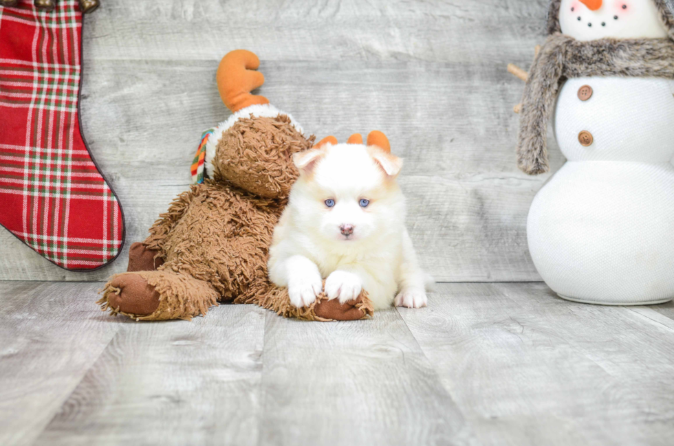 Little Mini Husky Designer Puppy