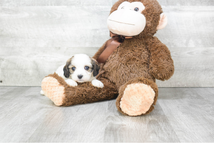 Cavachon Pup Being Cute