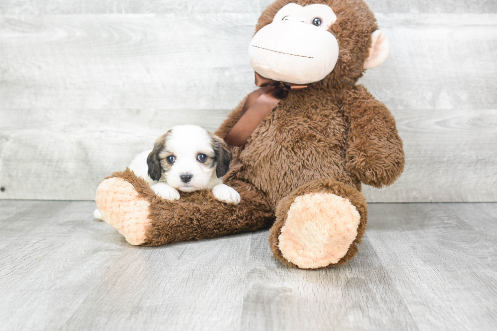 Cavachon Pup Being Cute