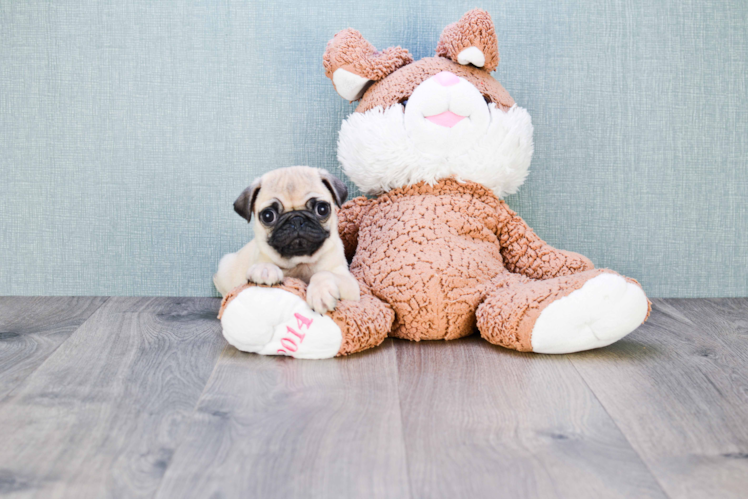 Pug Puppy for Adoption