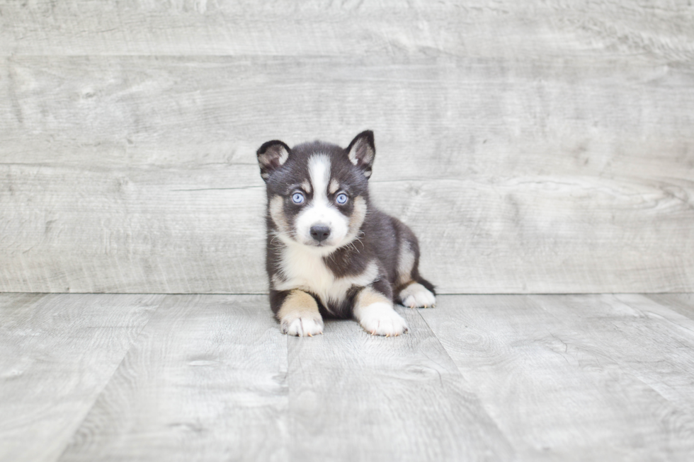 Friendly Pomsky Baby