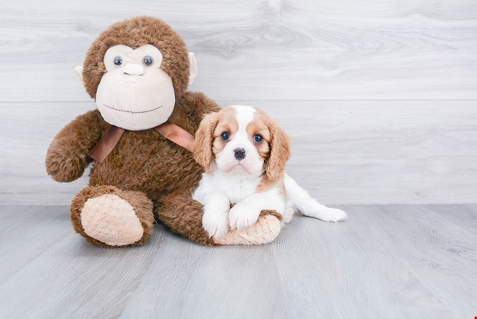 Cavalier King Charles Spaniel Puppy for Adoption