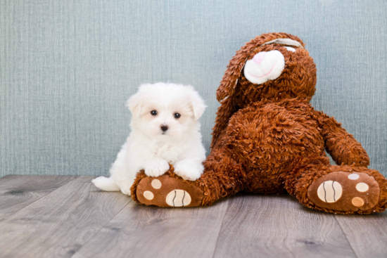 Cute Maltese Purebred Puppy