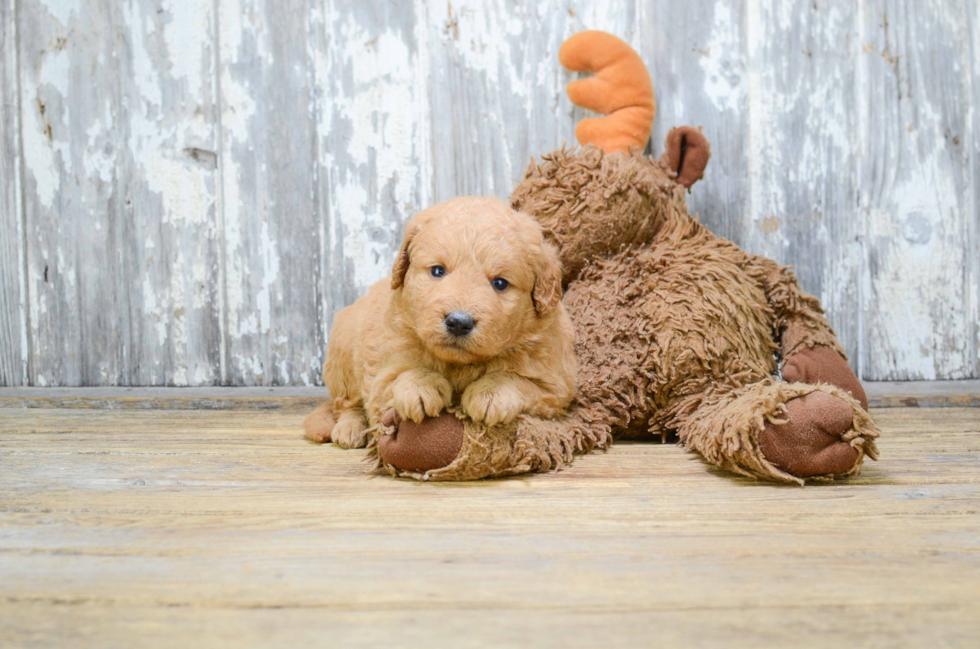 Hypoallergenic Golden Retriever Poodle Mix Puppy