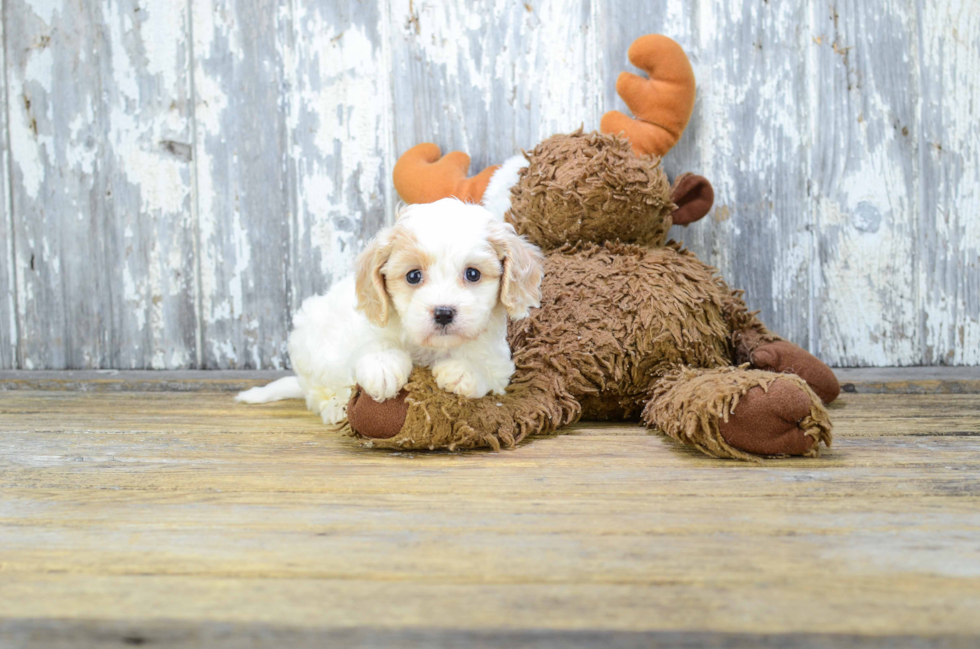 Cavachon Pup Being Cute