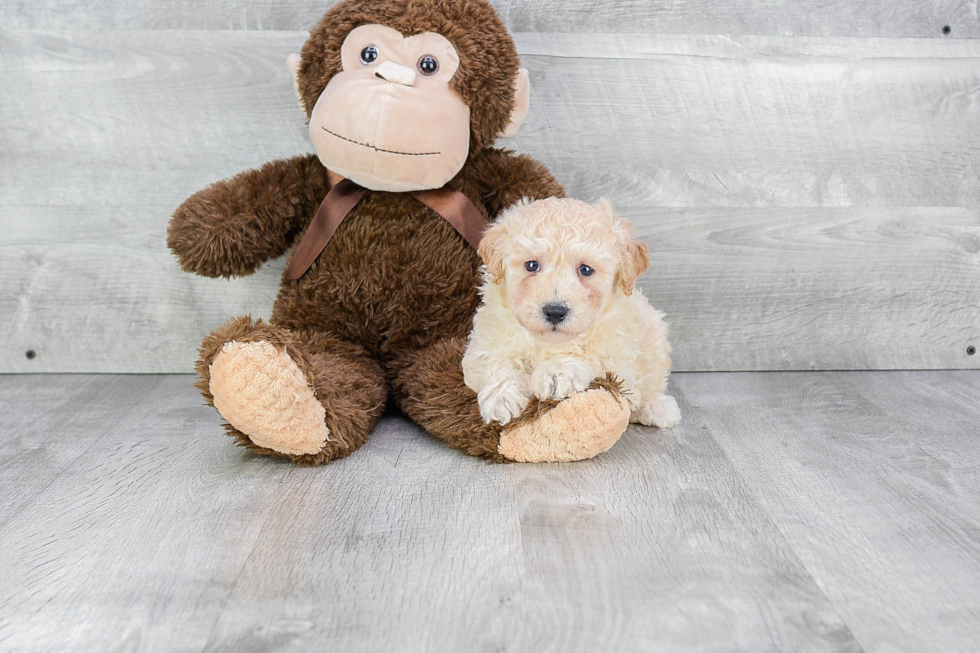 Maltipoo Puppy for Adoption