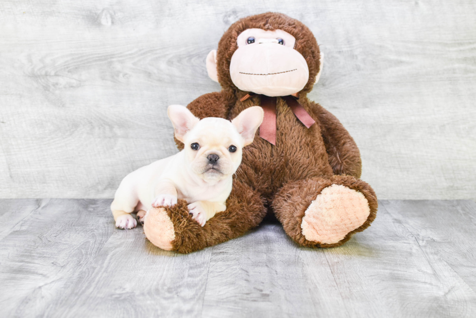 French Bulldog Pup Being Cute