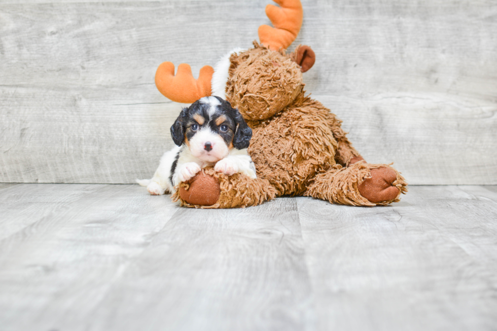 Cavachon Pup Being Cute