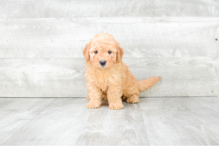 Mini Goldendoodle Puppy for Adoption