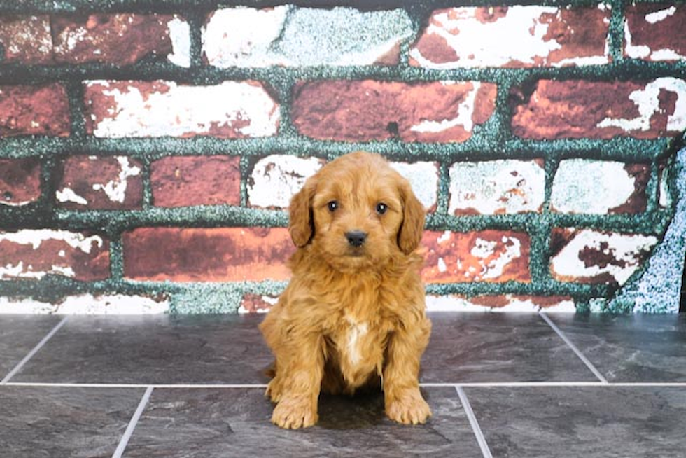 Best Mini Goldendoodle Baby