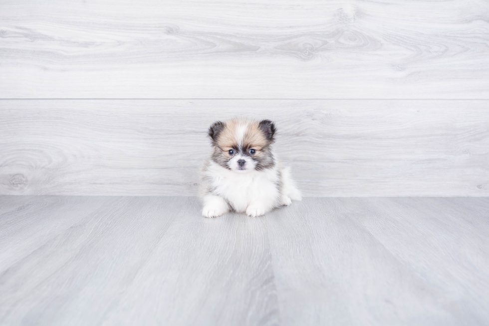 Pomeranian Pup Being Cute