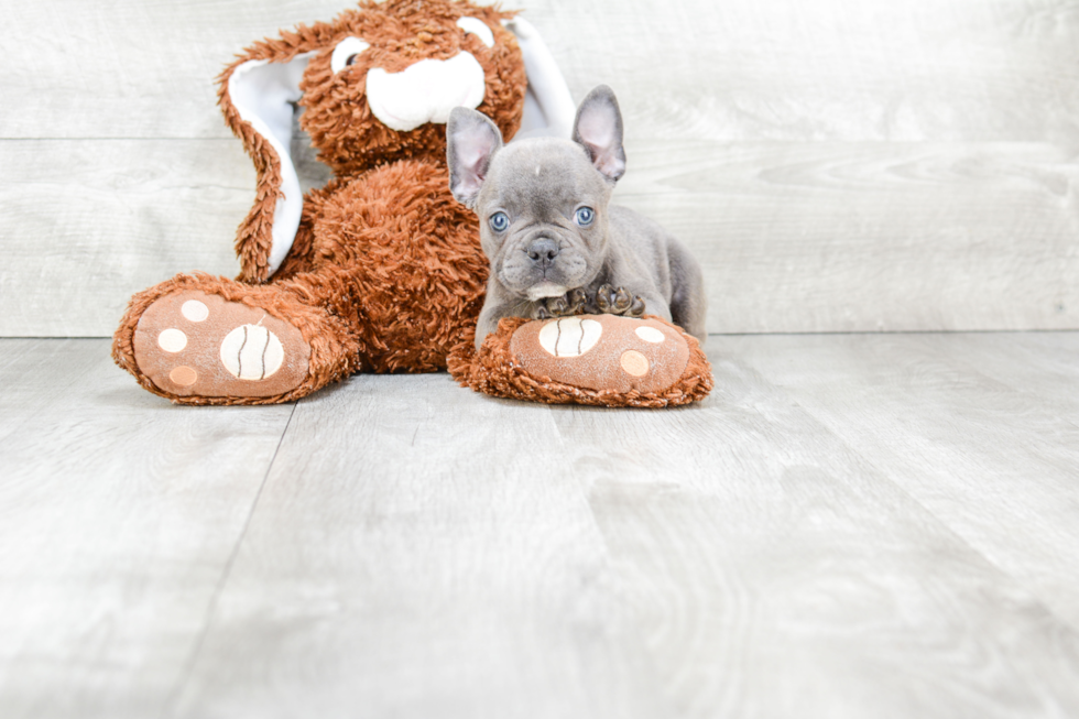 Smart Frenchie Purebred Puppy