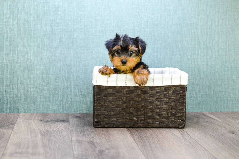 Meet Micro-Teacup-Twinkle - our Yorkshire Terrier Puppy Photo 