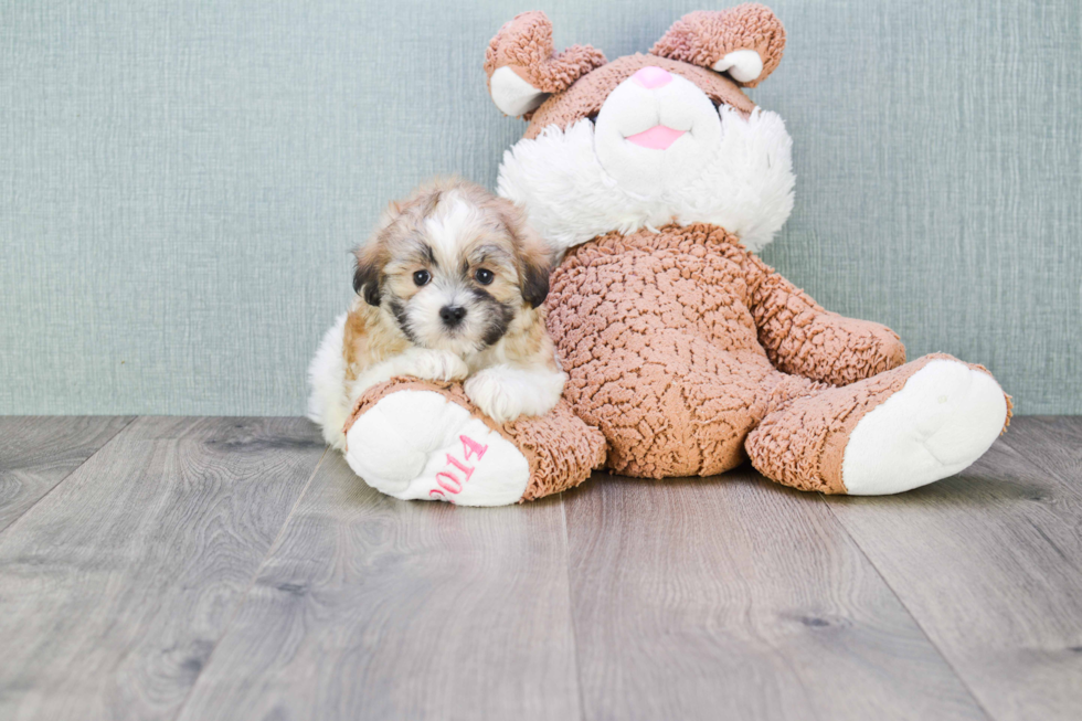 Friendly Teddy Bear Baby