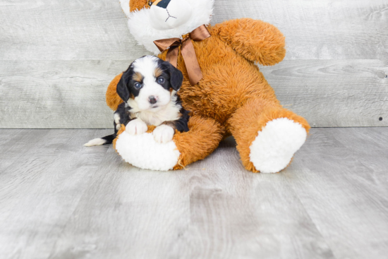 Mini Bernedoodle Pup Being Cute