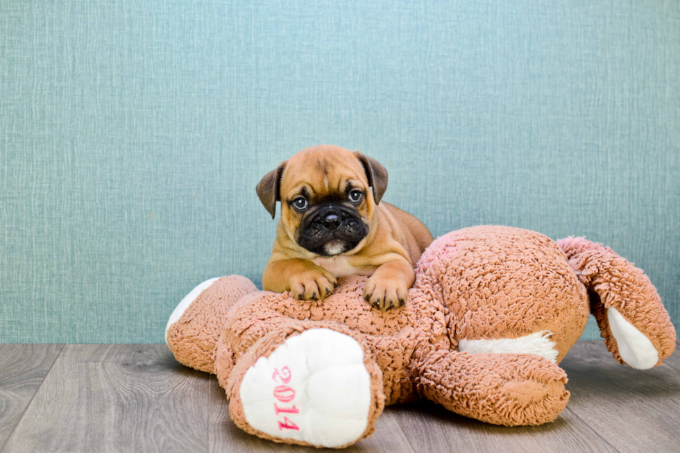 Best English Bulldog Baby