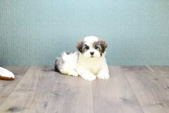 Smart Havanese Purebred Puppy