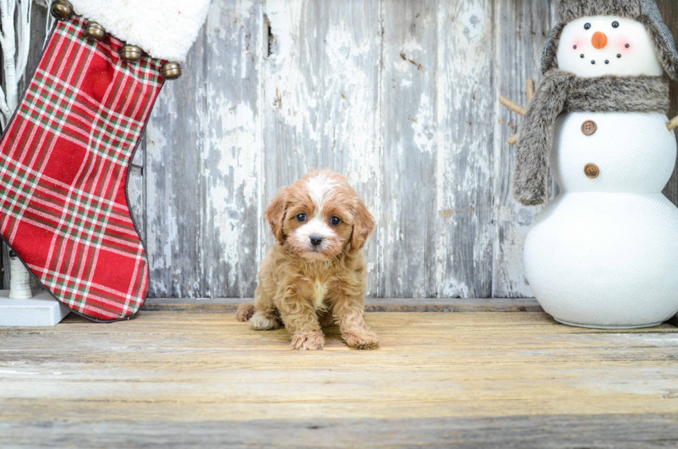 Cavapoo Puppy for Adoption