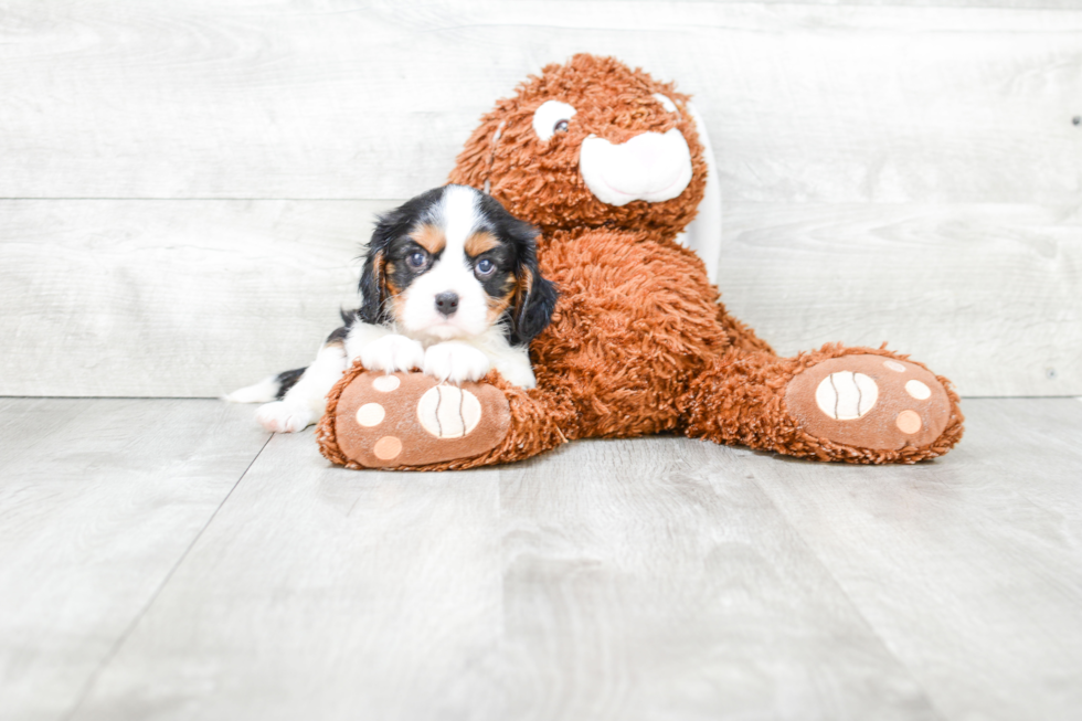 Best Cavalier King Charles Spaniel Baby