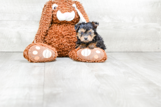 Little Yorkie Doodle Poodle Mix Puppy