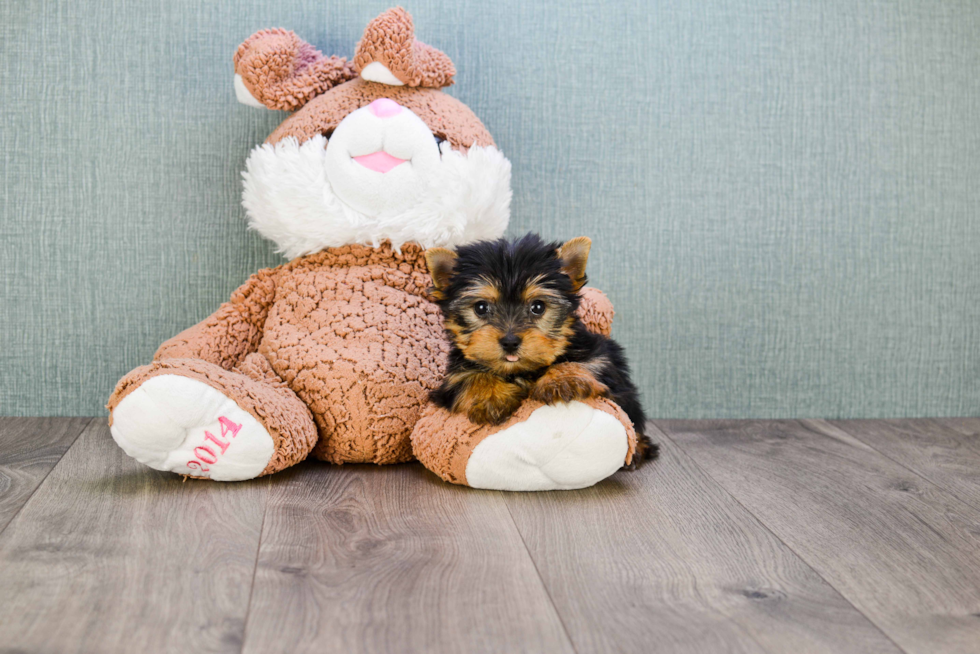 Meet Ronaldo - our Yorkshire Terrier Puppy Photo 