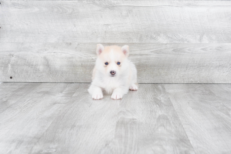 Pomsky Puppy for Adoption