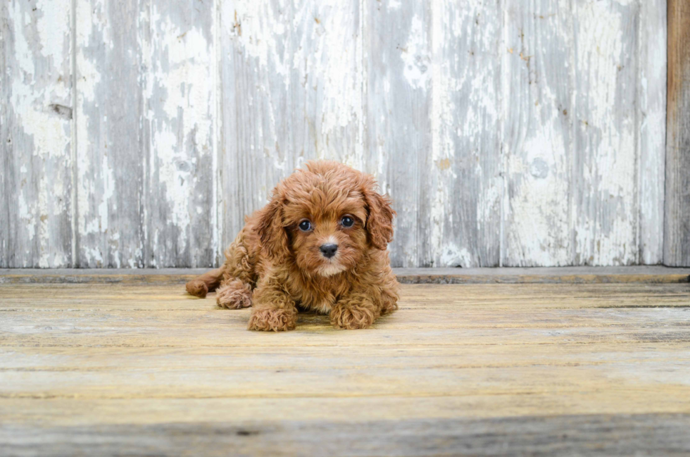 Playful Cavoodle Poodle Mix Puppy