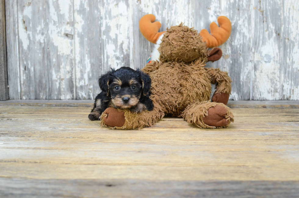 Yorkie Poo Pup Being Cute