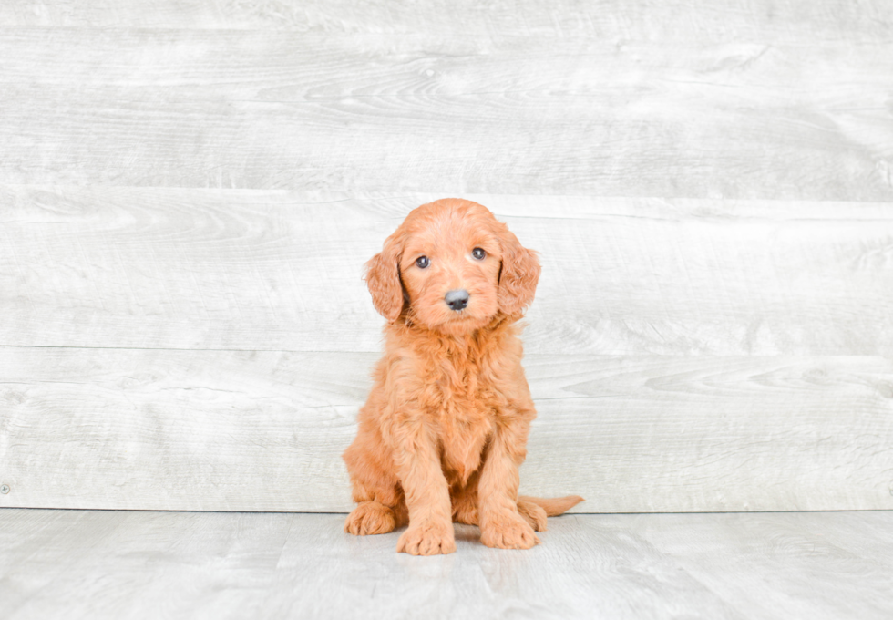 Best Mini Goldendoodle Baby