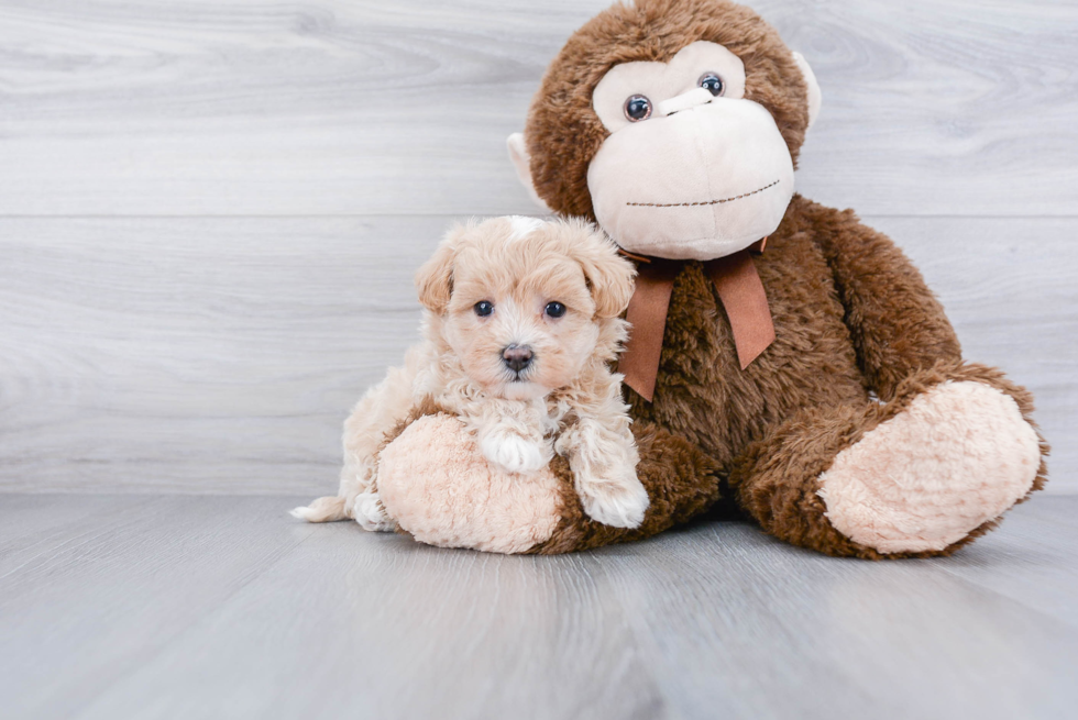 Funny Maltipoo Poodle Mix Pup