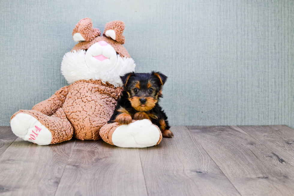 Meet Lisa - our Yorkshire Terrier Puppy Photo 