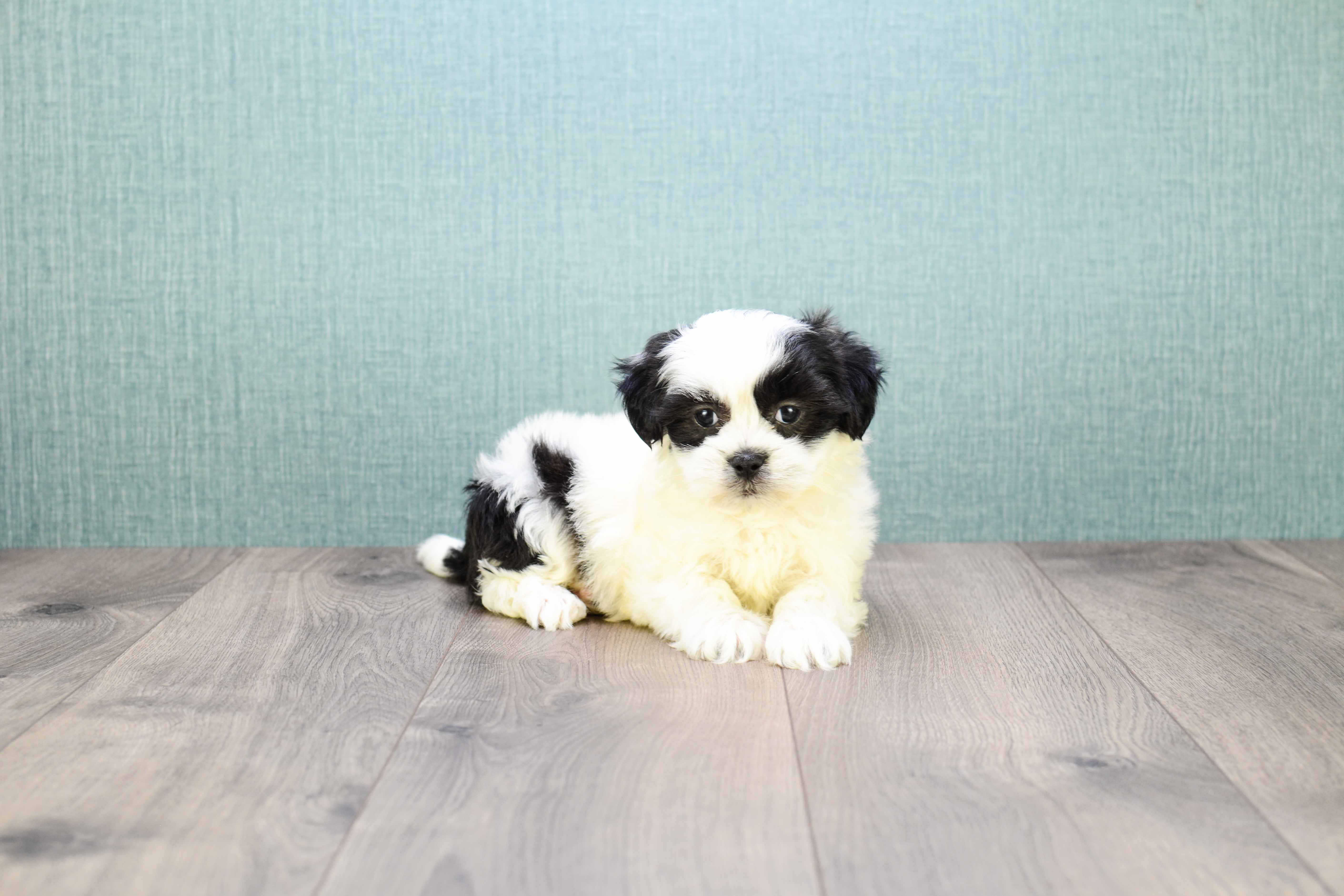 Petite Teddy Bear Designer Pup
