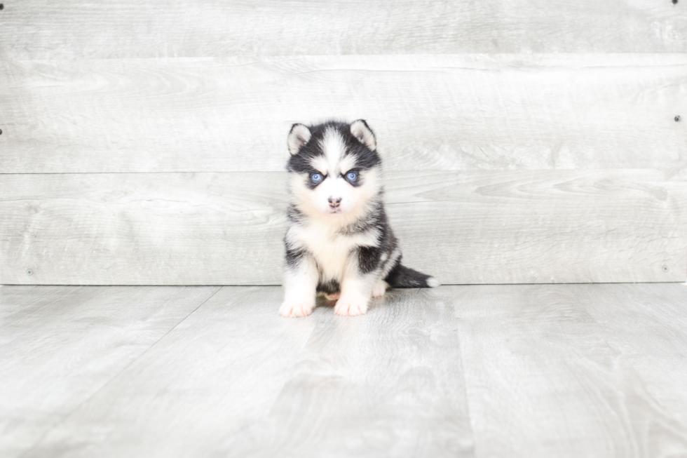 Best Pomsky Baby