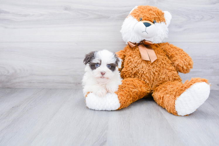 Havanese Puppy for Adoption