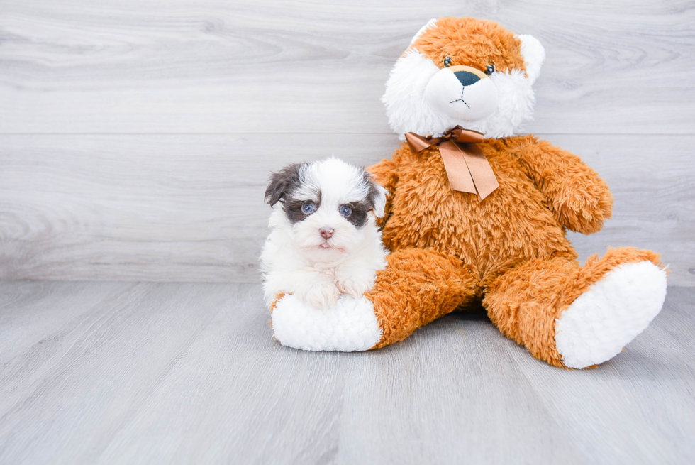 Havanese Puppy for Adoption