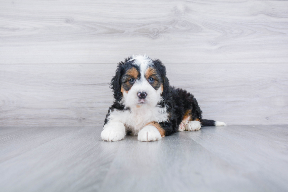 Little Bernadoodle Poodle Mix Puppy