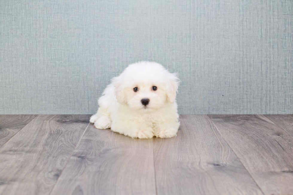 Bichon Frise Pup Being Cute