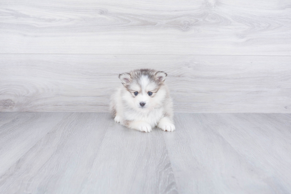 Best Pomsky Baby