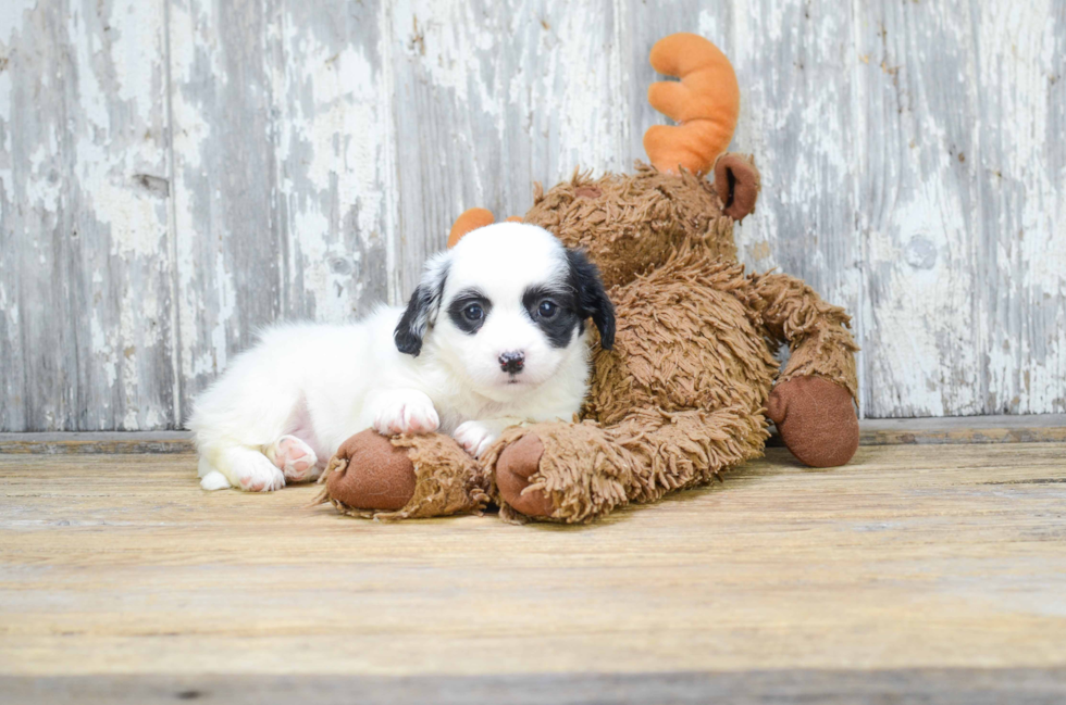 Teddy Bear Pup Being Cute