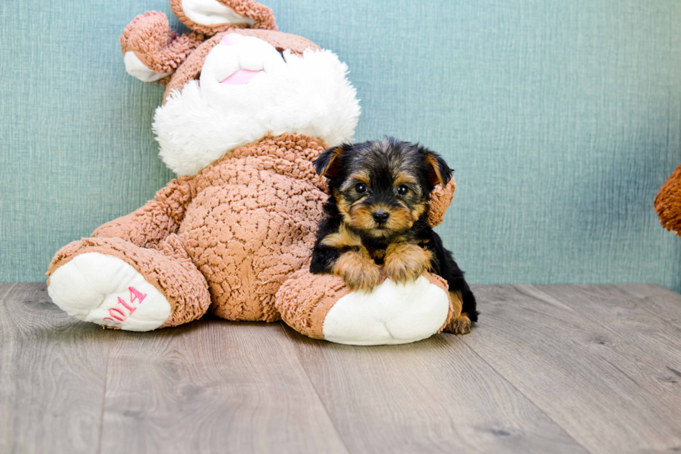 Meet Bronze - our Yorkshire Terrier Puppy Photo 