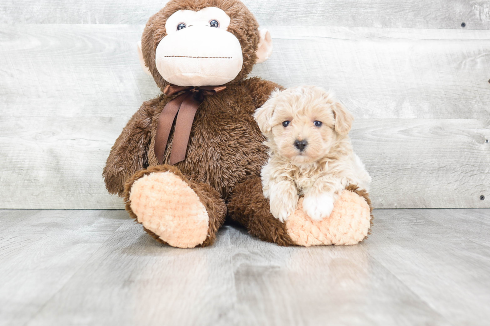 Popular Maltipoo Poodle Mix Pup