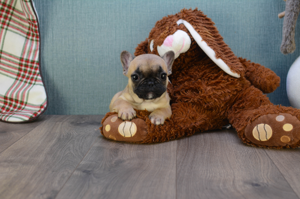 French Bulldog Pup Being Cute