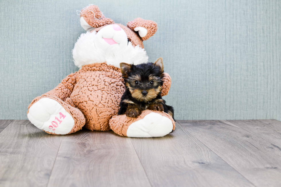 Meet Chase - our Yorkshire Terrier Puppy Photo 