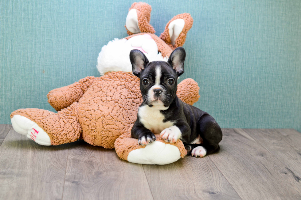 French Bulldog Puppy for Adoption